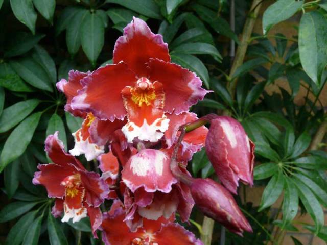 Orchids